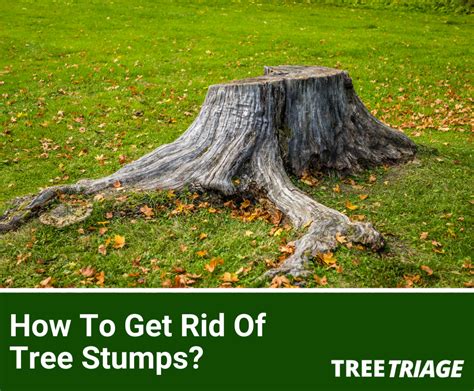 How to get rid of a stump in 2-3 days. Things To Know About How to get rid of a stump in 2-3 days. 